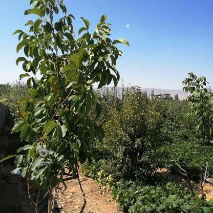 باغ میوه 11 ساله آبشرد دماوند خیابان همت در گروه خرید و فروش املاک در تهران در شیپور-عکس1