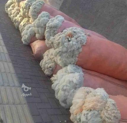 پشم سفید گوسفندی در گروه خرید و فروش خدمات و کسب و کار در آذربایجان غربی در شیپور-عکس1