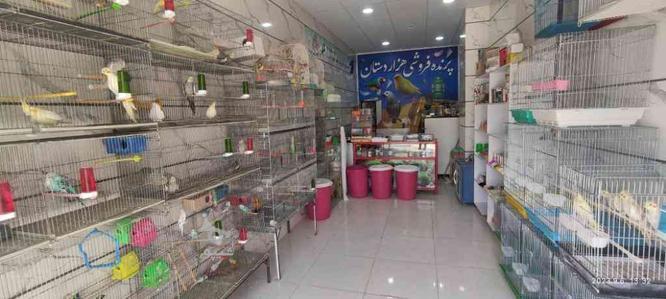 پرنده فروشی رزن در گروه خرید و فروش ورزش فرهنگ فراغت در همدان در شیپور-عکس1
