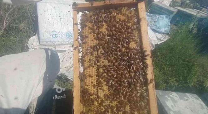 کندوی زنبور عسل در گروه خرید و فروش ورزش فرهنگ فراغت در قزوین در شیپور-عکس1