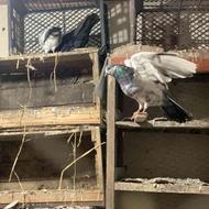 کبوتر پاکستانی و مسافتی