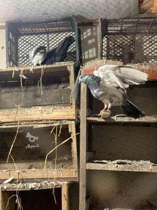 کبوتر پاکستانی و مسافتی در گروه خرید و فروش ورزش فرهنگ فراغت در مازندران در شیپور-عکس1