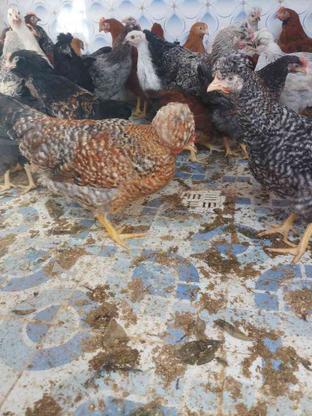 مرغ محلی نژاد گلپایگانی در گروه خرید و فروش ورزش فرهنگ فراغت در سیستان و بلوچستان در شیپور-عکس1