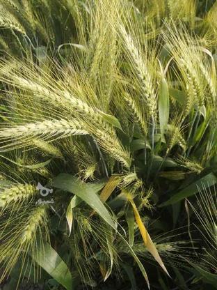 گندم بذری پیشگام در گروه خرید و فروش خدمات و کسب و کار در گلستان در شیپور-عکس1