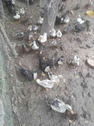 فروش جوجه اردک و اردک بالغ محلی پروازی رشتی مرغابی در گروه خرید و فروش ورزش فرهنگ فراغت در مازندران در شیپور-عکس1