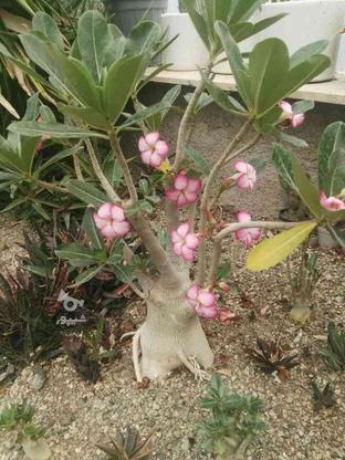 گیاه ادنیوم زیبا اماده بنسای شدن در گروه خرید و فروش لوازم خانگی در تهران در شیپور-عکس1
