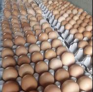 تخم مرغ محلی و گلپایگان و دوزرده