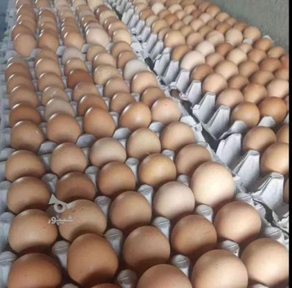 تخم مرغ محلی و گلپایگان و دوزرده در گروه خرید و فروش خدمات و کسب و کار در تهران در شیپور-عکس1