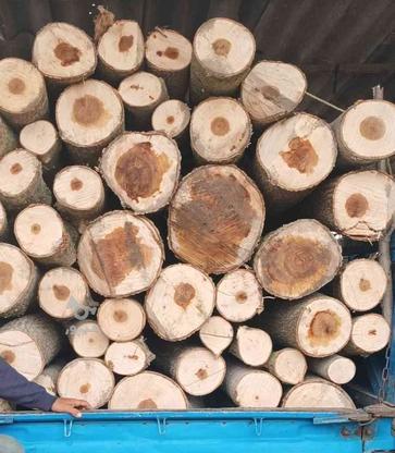خریدو فروش چوب‌های درختان در گروه خرید و فروش خدمات و کسب و کار در مازندران در شیپور-عکس1
