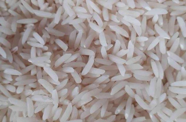 فروش برنج محلی جمشید (طارم)و هاشمی محصول خودمان در گروه خرید و فروش خدمات و کسب و کار در گیلان در شیپور-عکس1