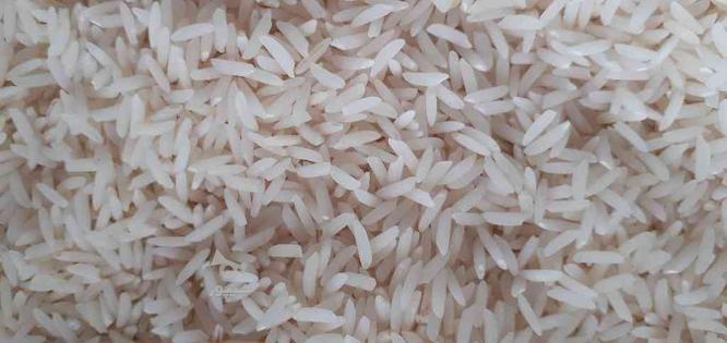 فروش برنج محلی جمشید (طارم)و هاشمی محصول خودمان