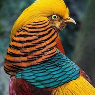 پرنده رنگارنگ و زیبا