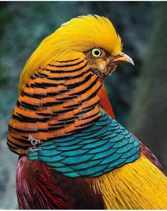 پرنده رنگارنگ و زیبا در گروه خرید و فروش ورزش فرهنگ فراغت در قزوین در شیپور-عکس1