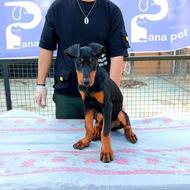 سگ دوبرمن اروپایی پوست چرمی واگذاری