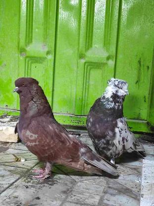 20عدد کبوتر سرخ گرگی قلمکار در گروه خرید و فروش ورزش فرهنگ فراغت در گلستان در شیپور-عکس1