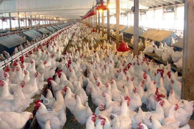 فروش مرغداری با 3000 متر باغ پرتغال در گروه خرید و فروش املاک در مازندران در شیپور-عکس1