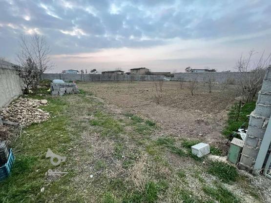 فروش زمین باغ به متراژ 1208 در گروه خرید و فروش املاک در مازندران در شیپور-عکس1