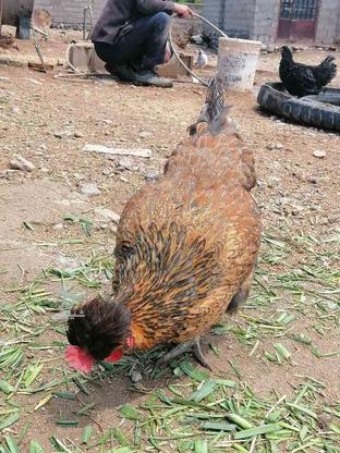 مرغ تخمگذار جوان در گروه خرید و فروش ورزش فرهنگ فراغت در خراسان جنوبی در شیپور-عکس1