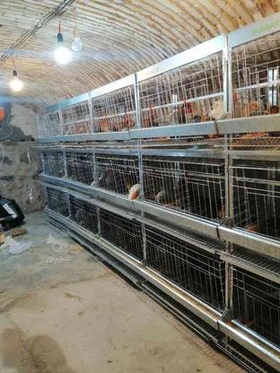 5 قفس سه طبقه مرغ تخمگذار در گروه خرید و فروش صنعتی، اداری و تجاری در خراسان جنوبی در شیپور-عکس1