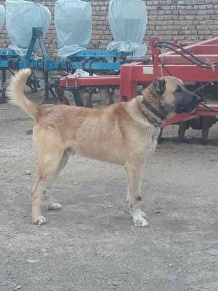 واگذاری سگ گله ای وجانوری در گروه خرید و فروش ورزش فرهنگ فراغت در قزوین در شیپور-عکس1