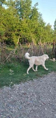 واگذاری سگ نگهبانی در گروه خرید و فروش ورزش فرهنگ فراغت در آذربایجان غربی در شیپور-عکس1