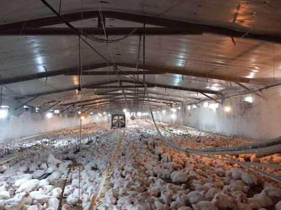 فروش مرغداری 20000 متر در ساری در گروه خرید و فروش املاک در مازندران در شیپور-عکس1
