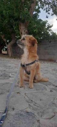 سگ پیدا شده___ در گروه خرید و فروش خدمات و کسب و کار در یزد در شیپور-عکس1
