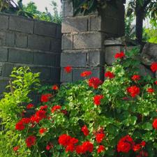 زمین مسطح با جاده اختصاصی شکتا / خاص