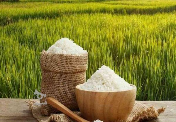 برنج ممتاز آستانه اشرفیه در گروه خرید و فروش خدمات و کسب و کار در البرز در شیپور-عکس1