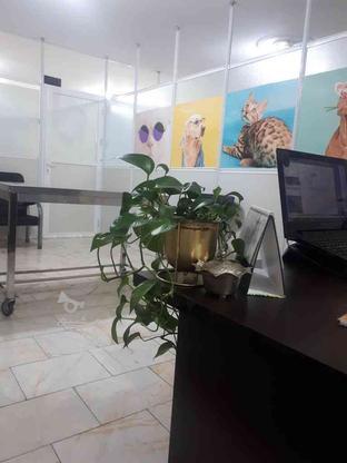 واگذاری کلینیک دامپزشکی در گروه خرید و فروش خدمات و کسب و کار در تهران در شیپور-عکس1