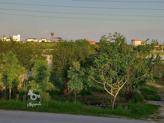 فروش زمین باغ 1177 متری کامل در بافت جاده کیاکلا در گروه خرید و فروش املاک در مازندران در شیپور-عکس1
