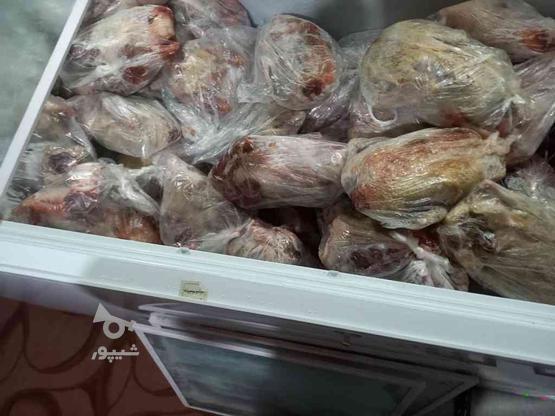 فروش اردک اماده طبخ در گروه خرید و فروش خدمات و کسب و کار در مازندران در شیپور-عکس1
