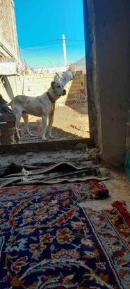 سگ الابای روس. واگذاری در گروه خرید و فروش ورزش فرهنگ فراغت در گلستان در شیپور-عکس1