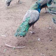 فروش تعدادی طاووس نر یک ساله هندی ویک جفت ماده مصری، نر هندی