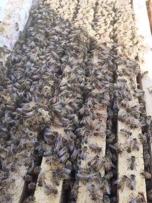 زنبورکندو زنبور بهگزین شده در گروه خرید و فروش ورزش فرهنگ فراغت در مازندران در شیپور-عکس1