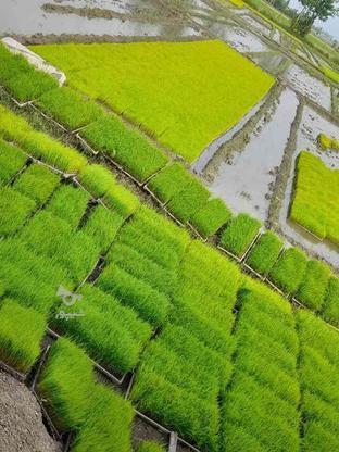 بذر هاشمی تمیز و سالم درجه یک بسیار سالم در گروه خرید و فروش خدمات و کسب و کار در مازندران در شیپور-عکس1