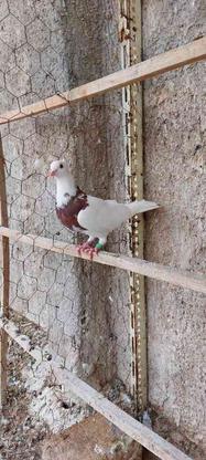 کبوتر طوقی ماده سرخ کاکل میخ پالخت در گروه خرید و فروش ورزش فرهنگ فراغت در یزد در شیپور-عکس1