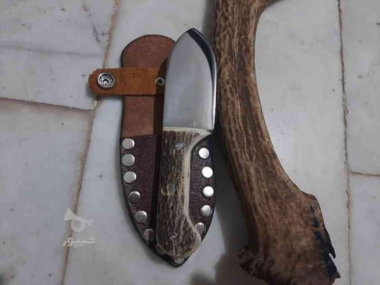 چاقو پوستکنی 17 سانتی در گروه خرید و فروش لوازم شخصی در گلستان در شیپور-عکس1