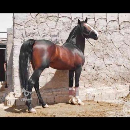 اسب کرد بنام غرور در گروه خرید و فروش ورزش فرهنگ فراغت در اصفهان در شیپور-عکس1