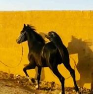 اسب عرب بنام غرش