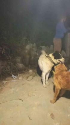 سگ قدرجونی اصیل در گروه خرید و فروش ورزش فرهنگ فراغت در مازندران در شیپور-عکس1