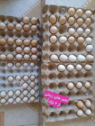 فروش تخم های نطفه دارازچند نژاد در گروه خرید و فروش ورزش فرهنگ فراغت در مازندران در شیپور-عکس1