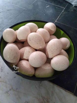 تخم نطفه دار بوقلمون تضمینی در گروه خرید و فروش ورزش فرهنگ فراغت در گلستان در شیپور-عکس1