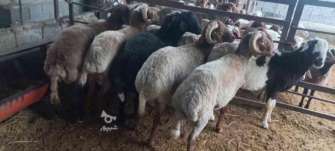 8راس گوسفند نر تخمی چاق درجه یک در گروه خرید و فروش ورزش فرهنگ فراغت در مازندران در شیپور-عکس1
