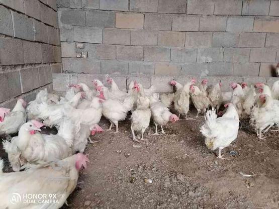 مرغ هلندی تخم گذار وکشتنی در گروه خرید و فروش ورزش فرهنگ فراغت در چهارمحال و بختیاری در شیپور-عکس1