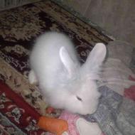 خرگوش لپی فروشی