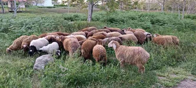 فروش گوسفند بز بزغاله در گروه خرید و فروش ورزش فرهنگ فراغت در مازندران در شیپور-عکس1