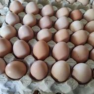 تخم مرغ بومی گلپایگانی