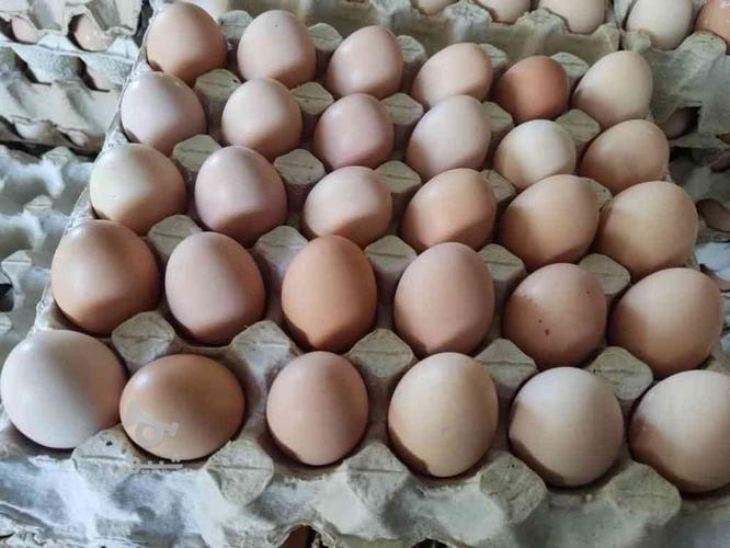 تخم مرغ بومی گلپایگانی