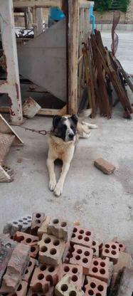 واگذاری سگ نر2ساله درشت در گروه خرید و فروش ورزش فرهنگ فراغت در گلستان در شیپور-عکس1